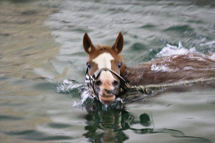 Anden særlig race Sierra (Milton) - Lille svømme-mis på ferie i hest i vand <3  billede 13