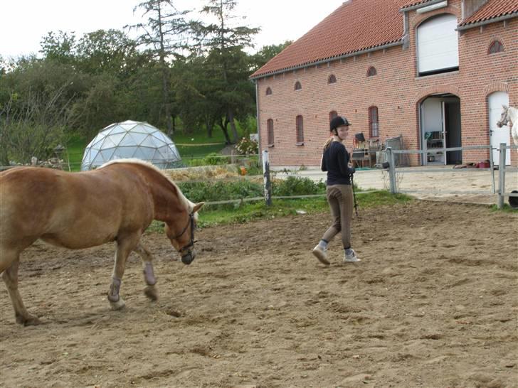 Haflinger Donmira TIDLIGER hel-part - Mira går efter mig haha <3 :) billede 10