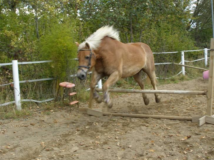 Haflinger Donmira TIDLIGER hel-part - Jubii, så skal der springes <3 :) billede 11