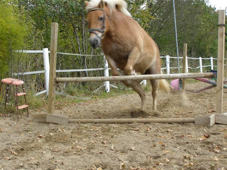 Haflinger Donmira TIDLIGER hel-part - Hun er bare go" til at springe <3 billede 12