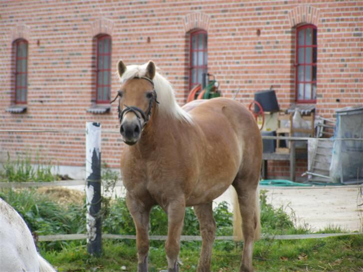 Haflinger Donmira TIDLIGER hel-part - Den smukke Mira :D billede 13