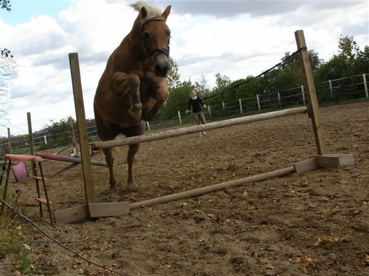 Haflinger Donmira TIDLIGER hel-part - Perfekt spring <3 :) billede 14