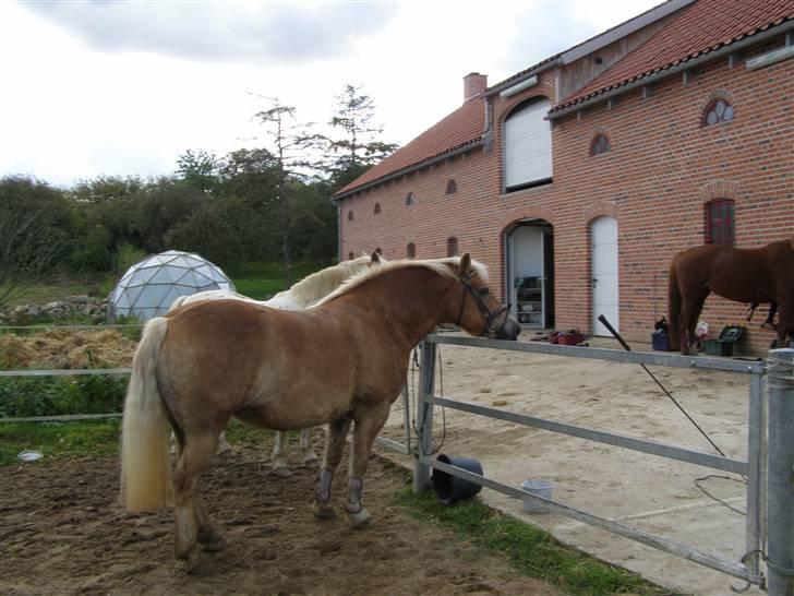 Haflinger Donmira TIDLIGER hel-part - Inga & Mira går lidt rundt på ridebanen og de hygger sig vidst <3 hehe :) billede 15