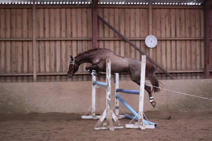 Polsk Varmblod Harpun. SOLGT - fine lille hest :) billede 14