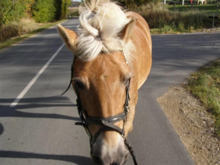 Haflinger Donmira TIDLIGER hel-part - Mira og mig på en lille skridt tur :) billede 16