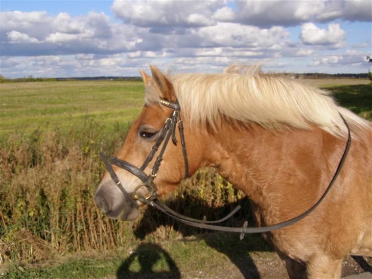 Haflinger Donmira TIDLIGER hel-part - Søde Mira <3 billede 17
