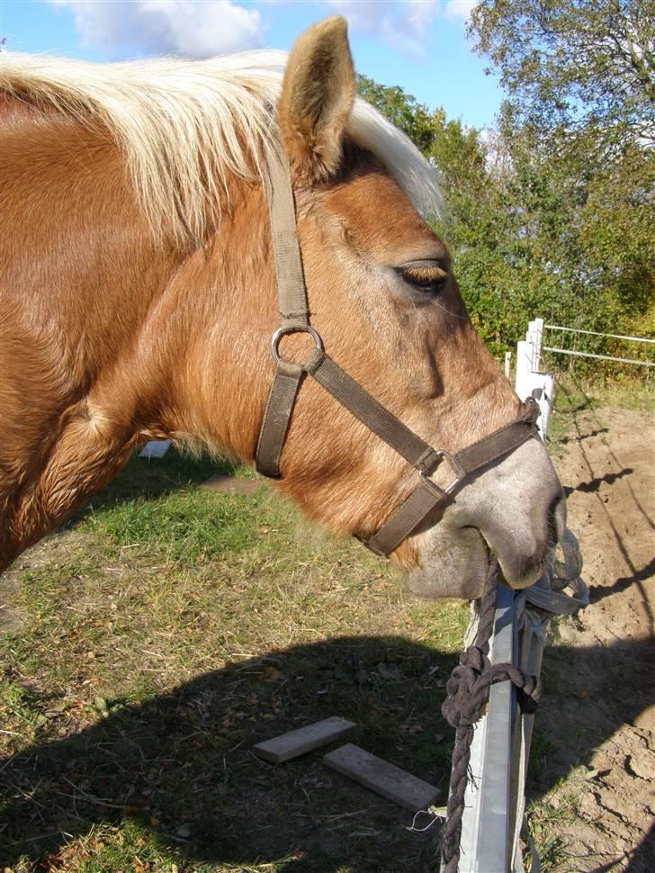 Haflinger Donmira TIDLIGER hel-part - Hun kan godt lide at bide i træktorvet, når hun bliver striglet :D  billede 18
