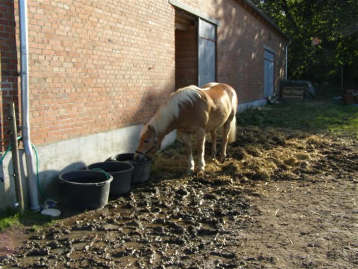Haflinger Donmira TIDLIGER hel-part - Man blev lige lidt tørstig <3 billede 19