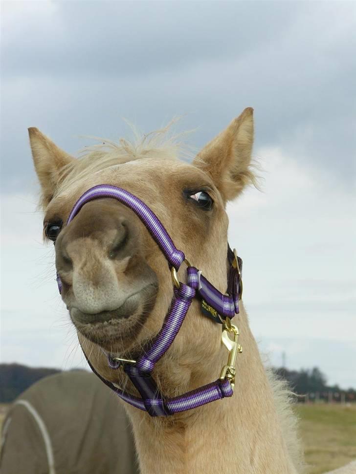 Palomino Østrupgårds Vanilla billede 6