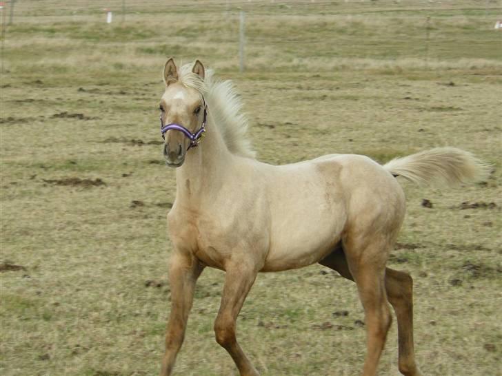 Palomino Østrupgårds Vanilla billede 7