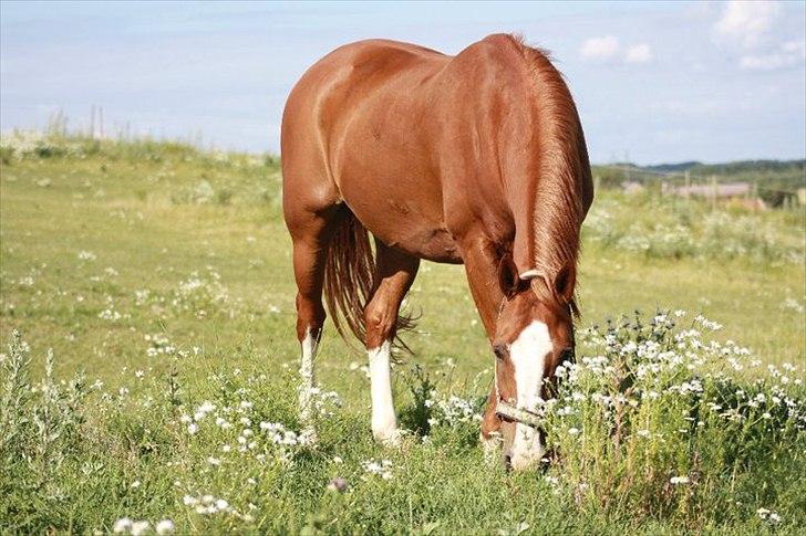 Anden særlig race Sierra (Milton) - Velkommen til Milton's profil! :)
Milton i solen:)  
taget af: hest i vand  billede 1