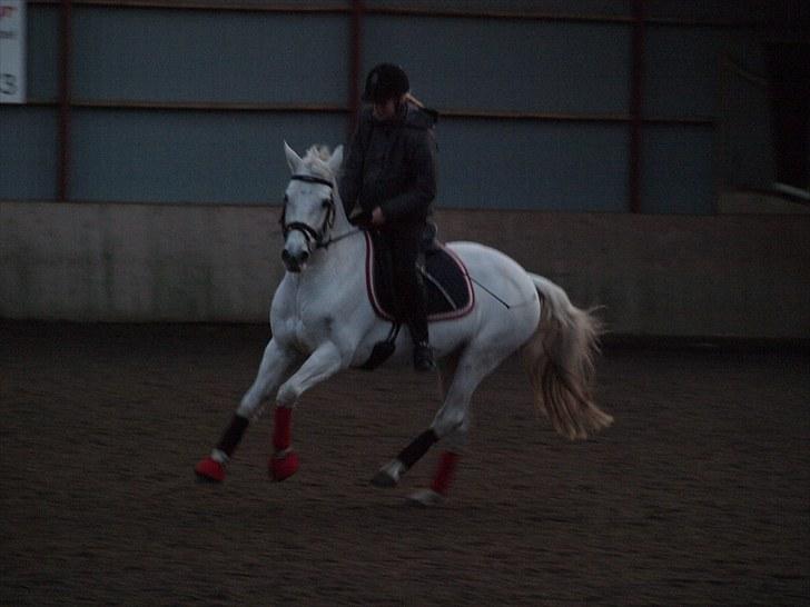 Connemara Skousboe Minion ~Solgt~ - Fuld galop" -Foto: Trine- billede 7