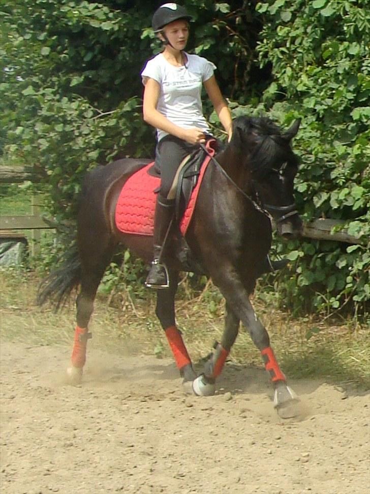 Anden særlig race Pakito - SOLGT - versade NYT! billede 5