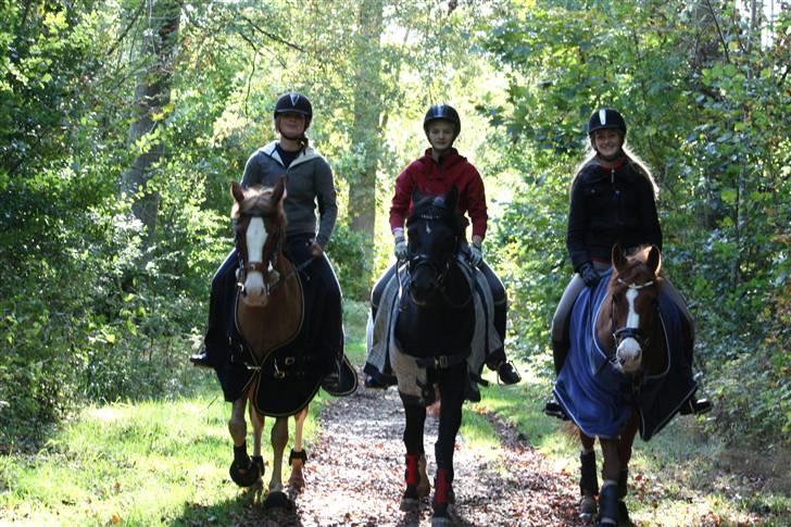 Anden særlig race Pakito - SOLGT - kitto i midten! billede 6