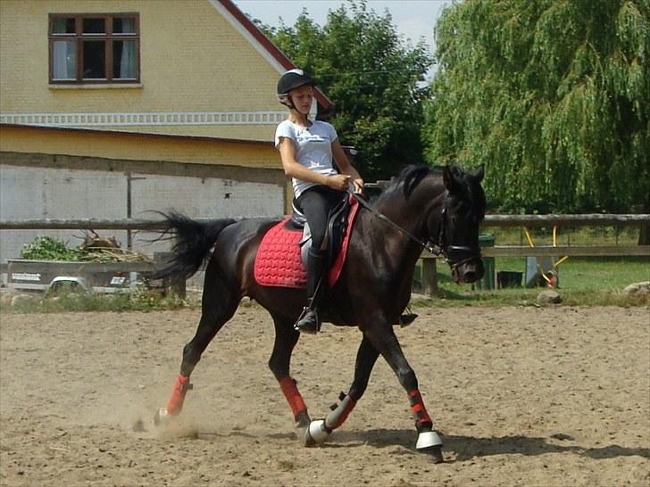 Anden særlig race Pakito - SOLGT - øgning NYT! billede 7
