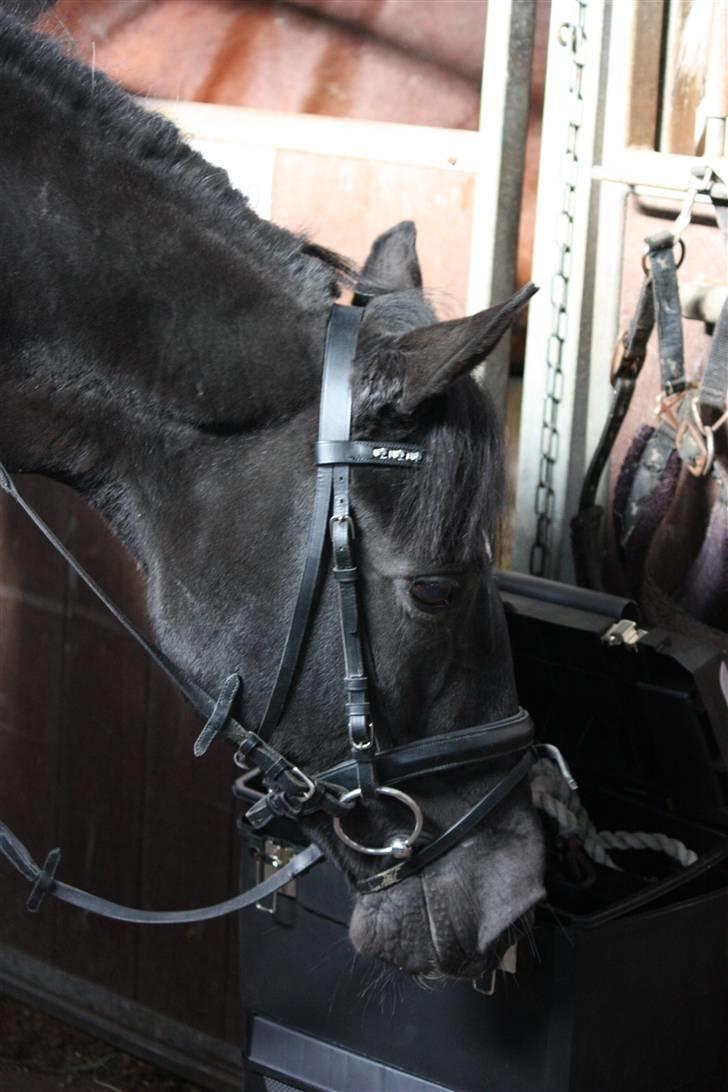 Anden særlig race Pakito - SOLGT - smukke kitto! billede 8