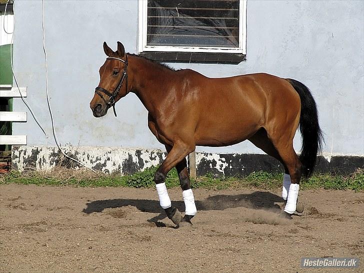 DSP Cherrie<3  - 3*  billede 3