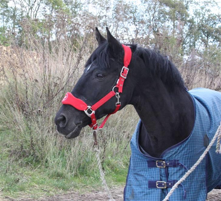 Anden særlig race Pakito - SOLGT - fra vinteren 2010! billede 9