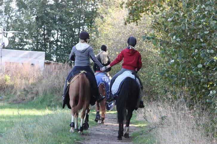 Anden særlig race Pakito - SOLGT - bedstevninder :) billede 10