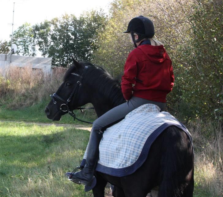 Anden særlig race Pakito - SOLGT - skittoen! billede 11