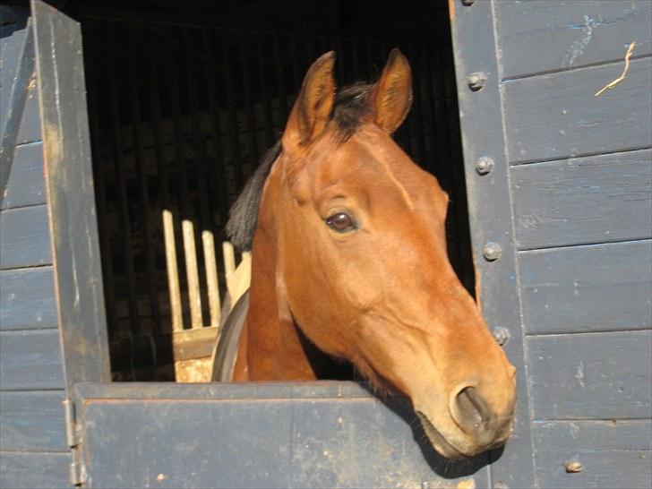 DSP Cherrie<3  - 8*  billede 8