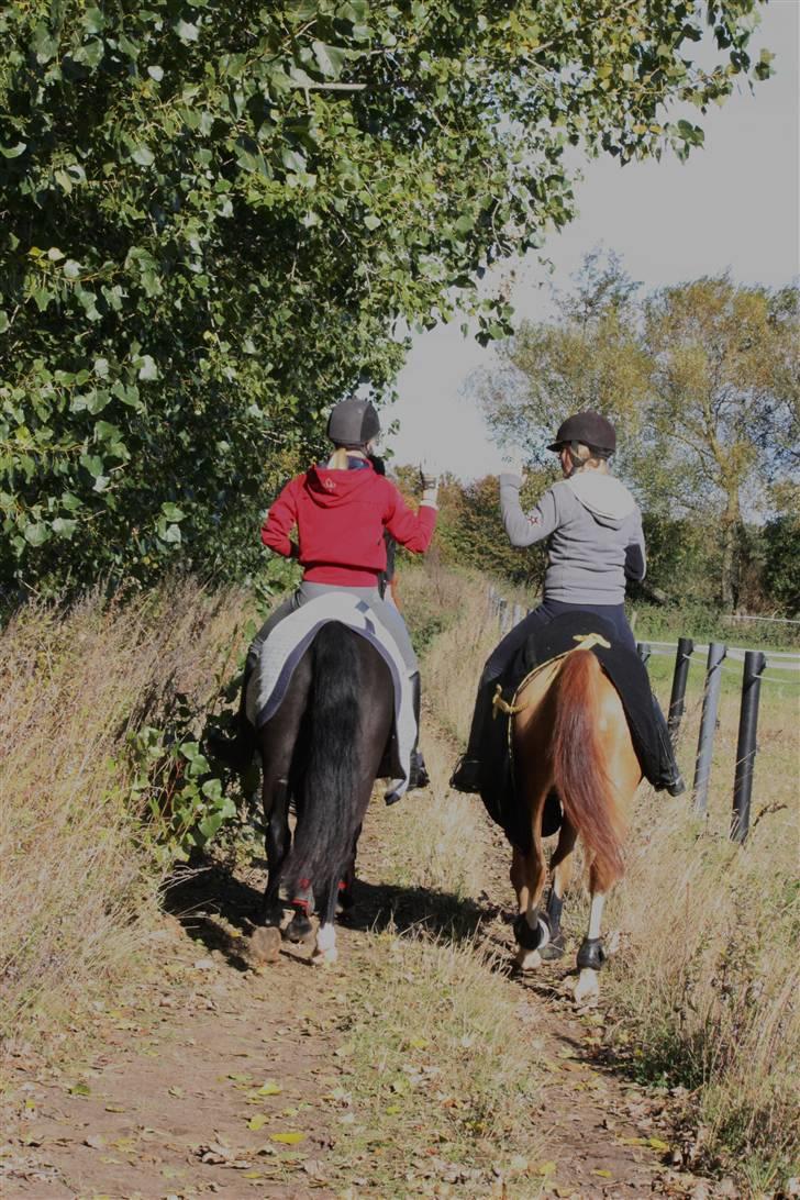 Anden særlig race Pakito - SOLGT - det aller bedste! billede 13