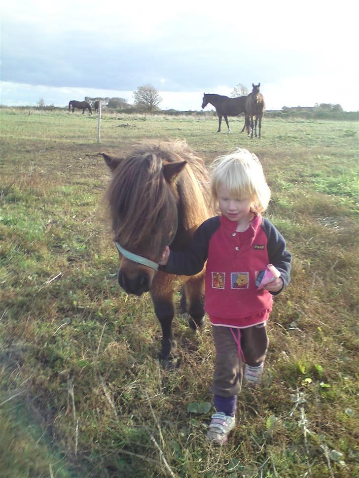 Shetlænder Buller - Kira trækker selvfølgelig selv sin pony ind fra folden.... billede 10
