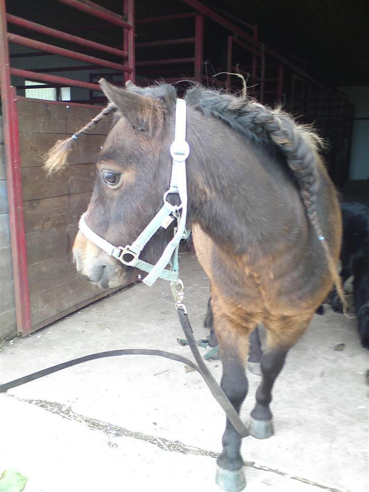 Shetlænder Buller - Fin med fletninger..... ;-) billede 11