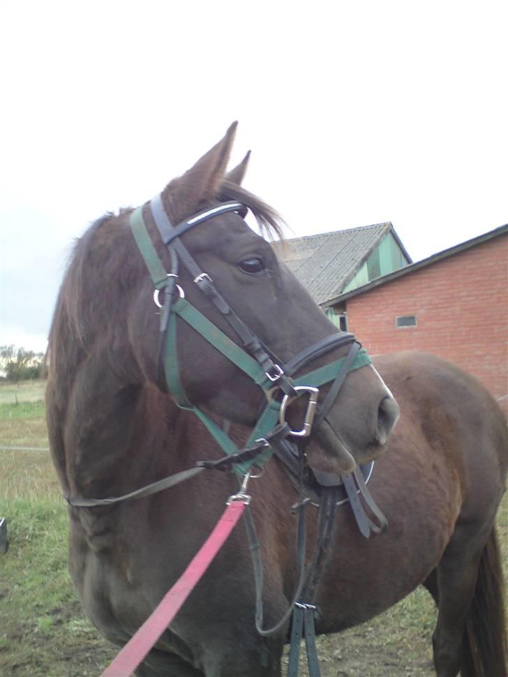 Anden særlig race Agapi - Så er den fine pige kommet i arbejdstøjet!! billede 13