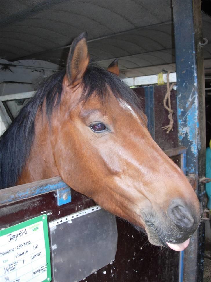 Anden særlig race Rudolph - Tidl springpart - Velkommen til Rudolphs profil :o) billede 1