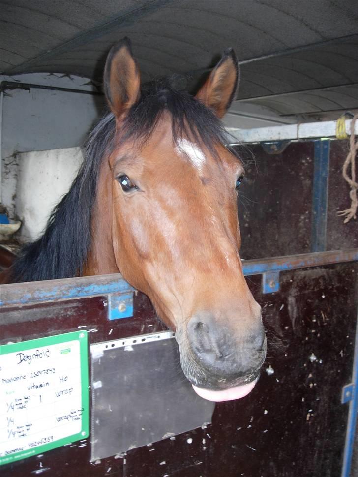 Anden særlig race Rudolph - Tidl springpart - Jeg elsker at række tunge billede 2