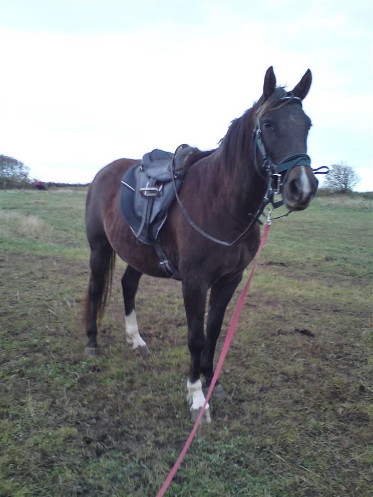 Anden særlig race Agapi - hun ser da fin ud??? billede 14