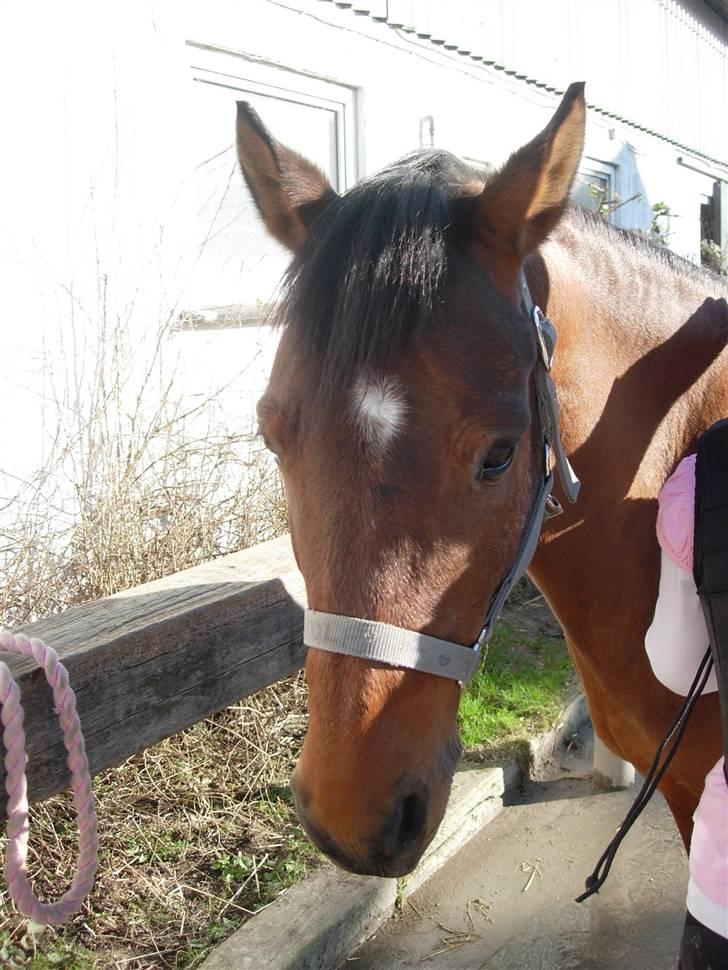 Anden særlig race Rudolph - Tidl springpart - Det er rart at blive nusset billede 3