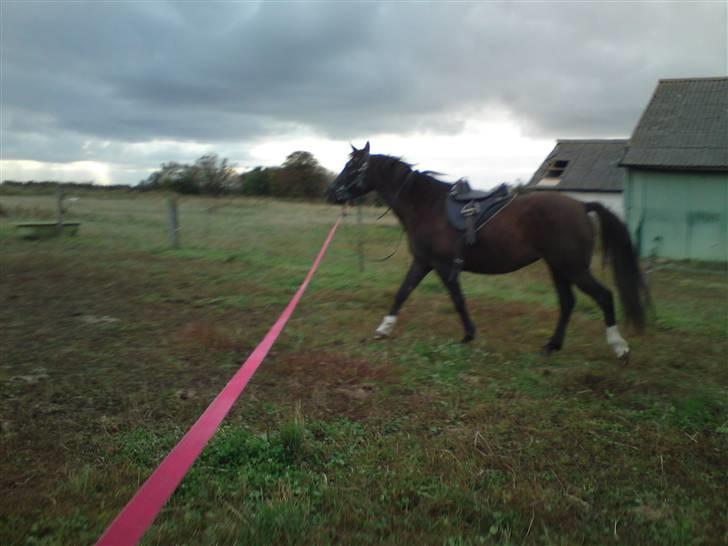 Anden særlig race Agapi - Aller første gang hun skal longeres, og hun lavede kun nogen enkelte numre!! Jeg var SÅÅÅ stolt af hende!!! billede 15
