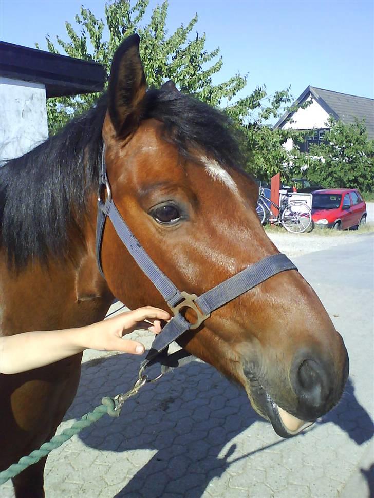 Anden særlig race Rudolph - Tidl springpart - På vej til fold billede 4