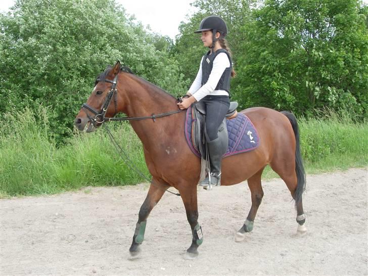 Anden særlig race Rudolph - Tidl springpart - På vej ned til banen billede 5