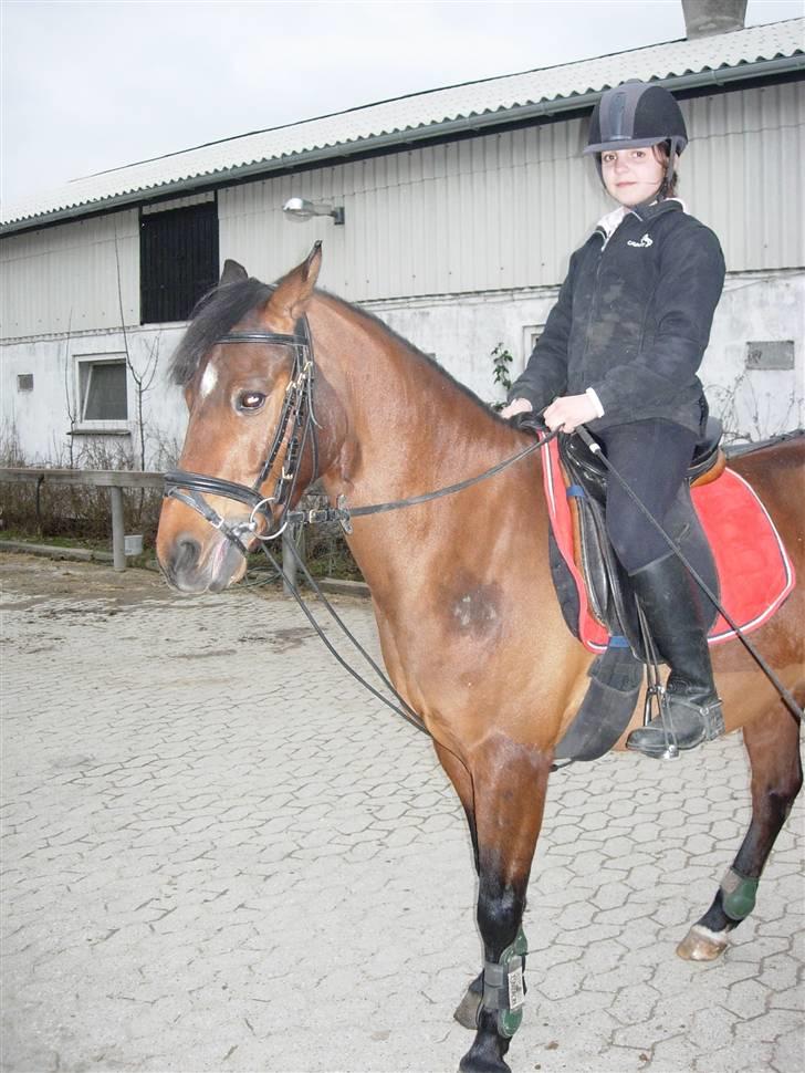 Anden særlig race Rudolph - Tidl springpart - På vej til undervisning billede 6