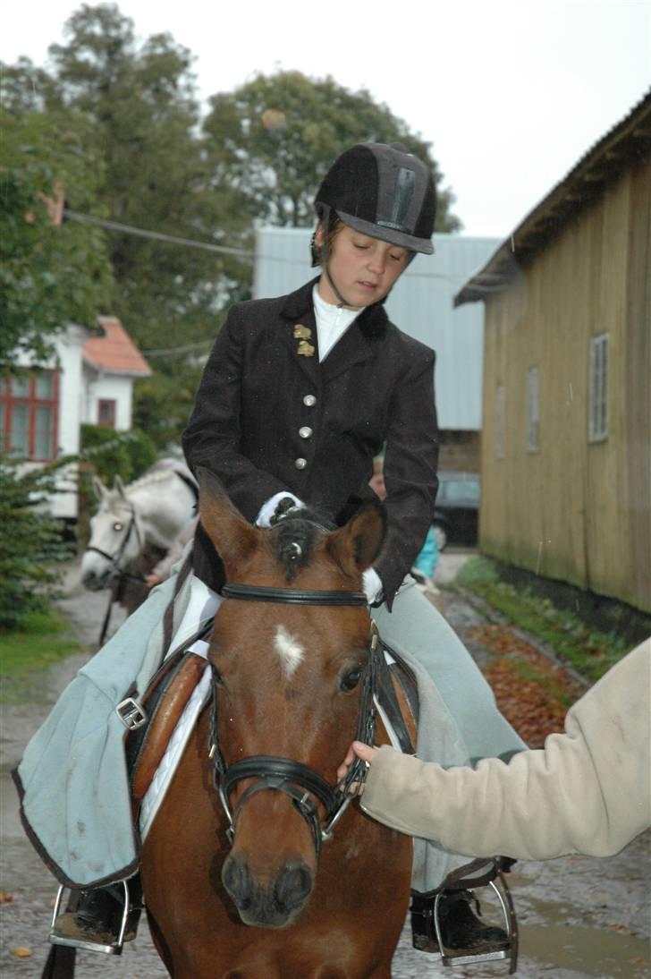 Anden særlig race Rudolph - Tidl springpart - Udvidet klubstævne på Skjoldungen billede 9