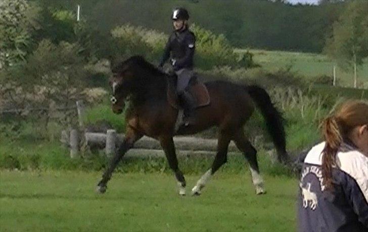 Dansk Varmblod Rinkenæs lucky joy- SOLGT billede 8