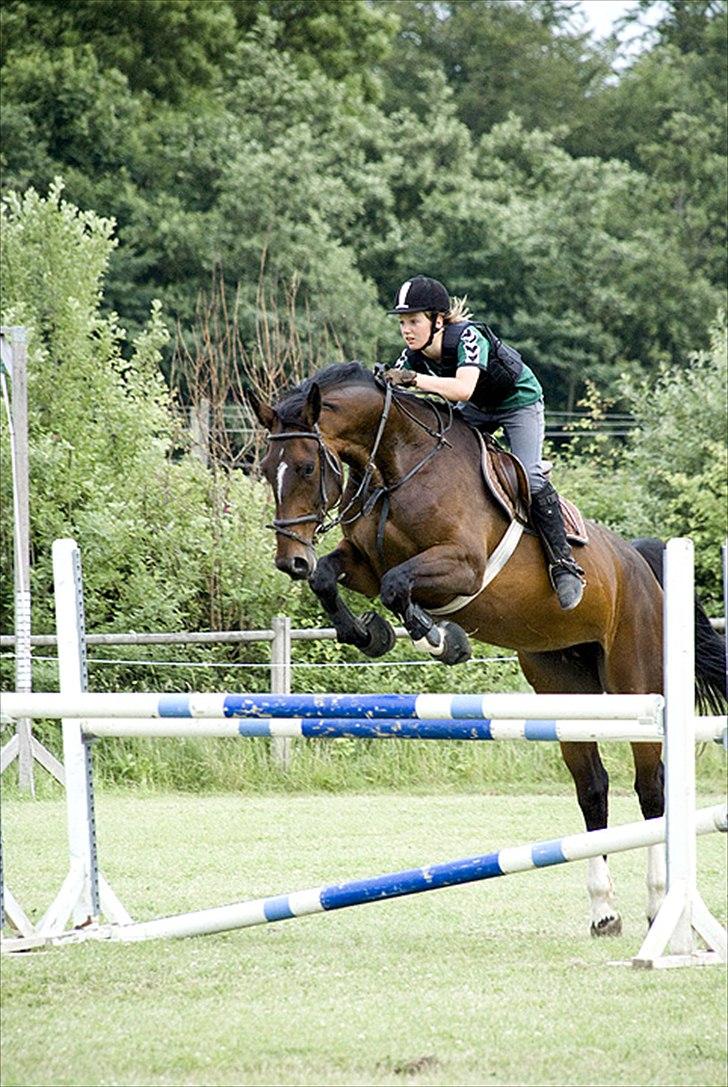 Dansk Varmblod Rinkenæs lucky joy- SOLGT - Springtræning i sommers Foto: Jes ( www.hesteportræt.dk ) billede 9