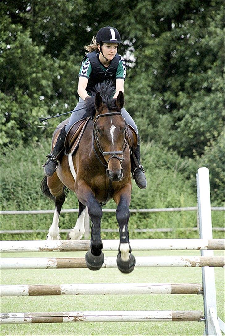 Dansk Varmblod Rinkenæs lucky joy- SOLGT - Springtræning i sommers Foto: Jes ( www.hesteportræt.dk ) billede 10