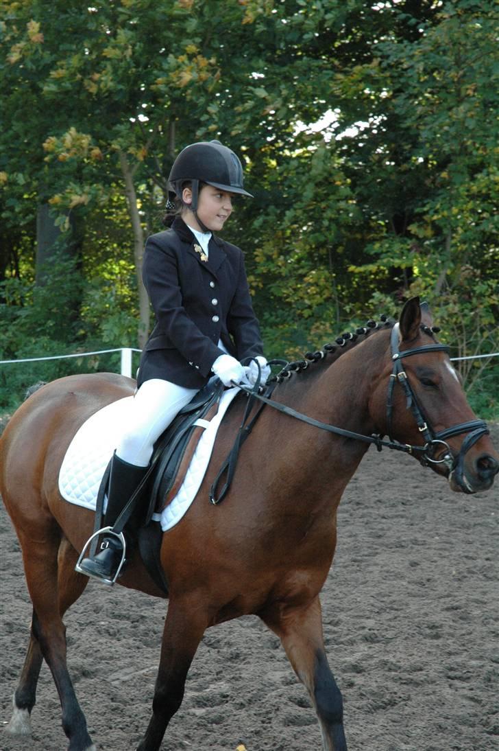 Anden særlig race Rudolph - Tidl springpart - Varmer op til LC1 billede 12