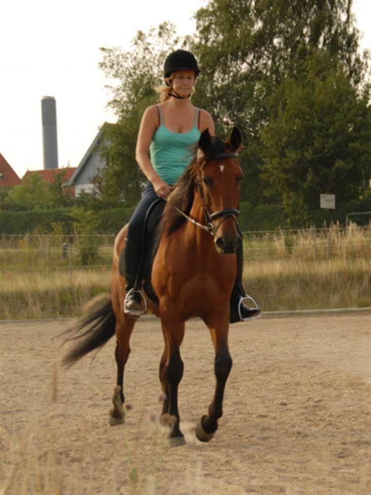 Lusitano Robalo - Robalo august 2009 Hestelygård billede 8
