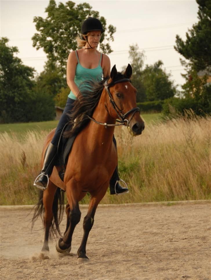 Lusitano Robalo - Robalo august 2009 Hestelygård billede 9