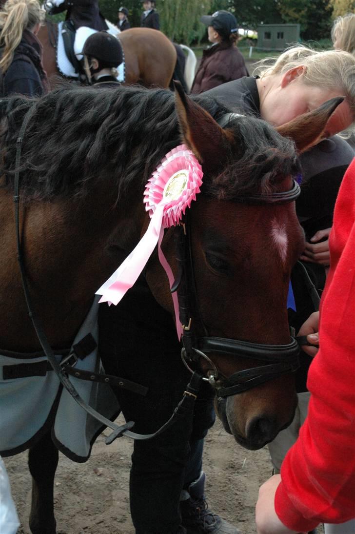Anden særlig race Rudolph - Tidl springpart - Jeg blev nr. 4 ud af 9 og fik en lyserød roset billede 13