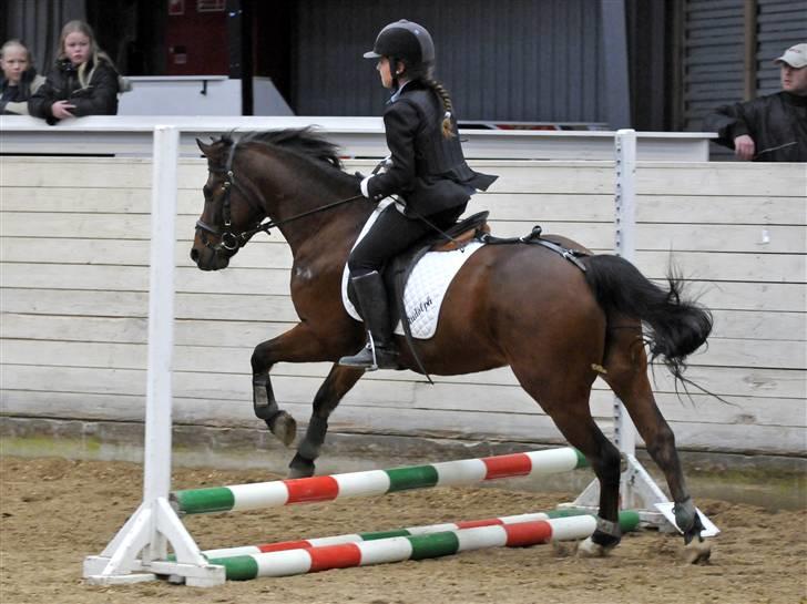 Anden særlig race Rudolph - Tidl springpart - Rideskolestævne på BAL 40 cm billede 15
