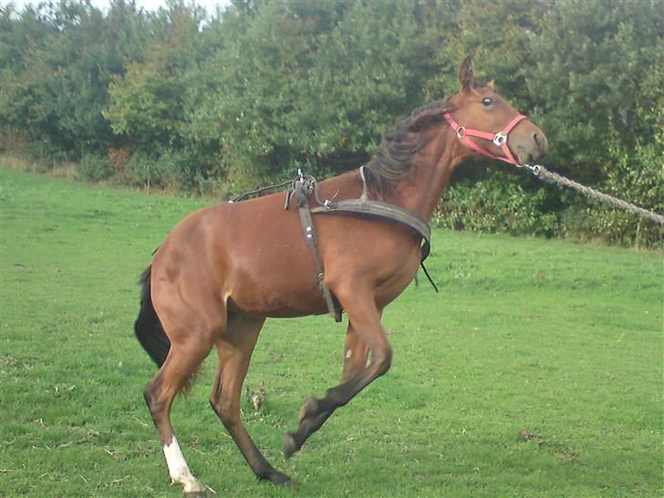 Traver Return Sujaki (Baby) - Baby i selen første gang... Lidt af en badut-springer!! billede 17