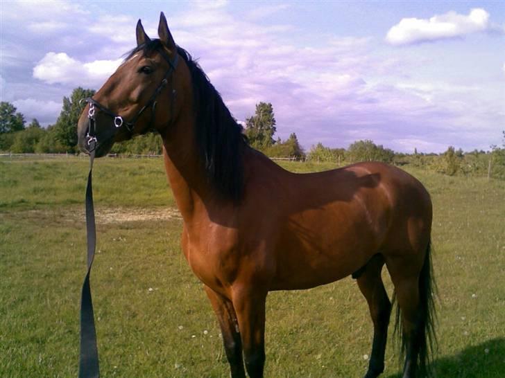 Lusitano Robalo - Robalo helt ny i Danmark - sikken en udsigt de har i dette land :) billede 13