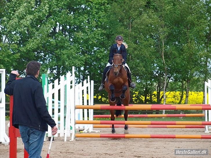 Hollandsk Varmblod Orlando "Olle" -maria - Orlando i lc (-; billede 1