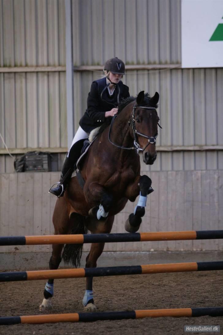 Hollandsk Varmblod Orlando "Olle" -maria billede 4